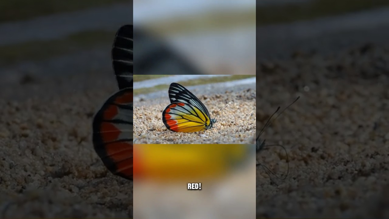 Butterfly Amazing Facts