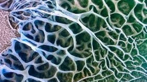 Discover Bio-Based Composites: The Future of Sustainable Materials (3 Minutes)