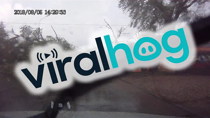 Huge Tree Falls over Road in Storm || ViralHog