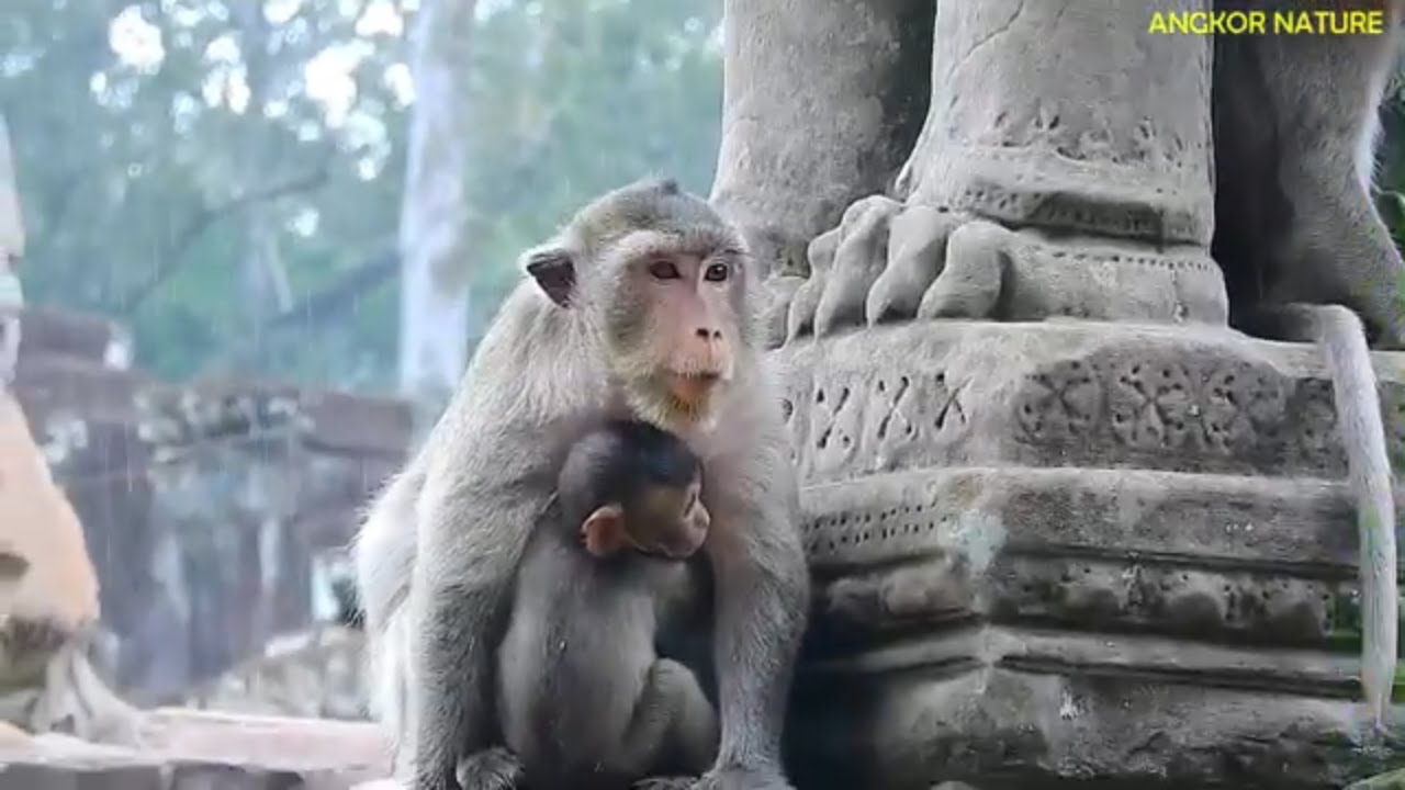 Merry bring baby Maci escape from Amber troop while sky raining, update Baby Monkey Maci today