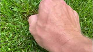 Klaver In Uw Gazon Aanpakken