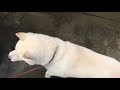紀州犬こころ ごはんだ!ごはんだ!