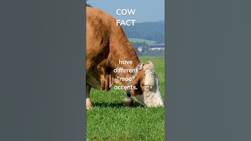 Did you know this cow fact? #animalfact #facts #animals #cow #moo #accent