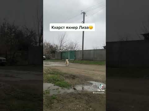 Кхарста яхнера Лиза))