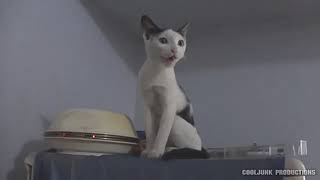Best Autotuned Cats 1 Hour