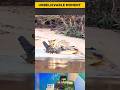 Tiger Chooses Safety, Leopard Chooses the Hunt