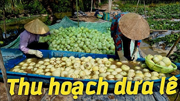 Nông Dân Hậu Giang  thu hoạch dưa lê trúng mùa được giá vui mừng #127