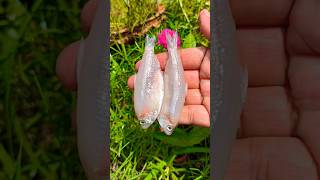 Small fish 🐠🤩 #shorts #yt #youtube #seafood #viralvideo #seafood #foryou #fish #halo