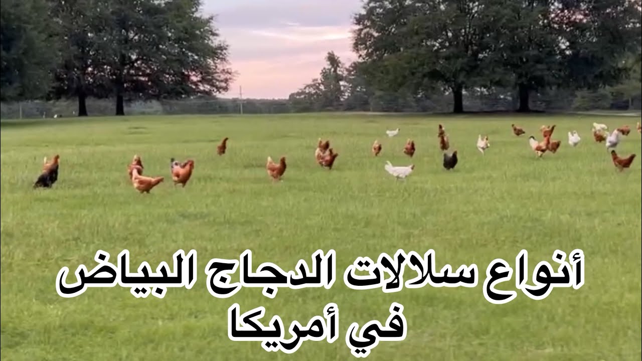 أنواع ومميزات الدجاج البياض🐓🐓🥚🥚 في أمريكا 🇺🇸🇺🇸🇺🇸 الجزء 1