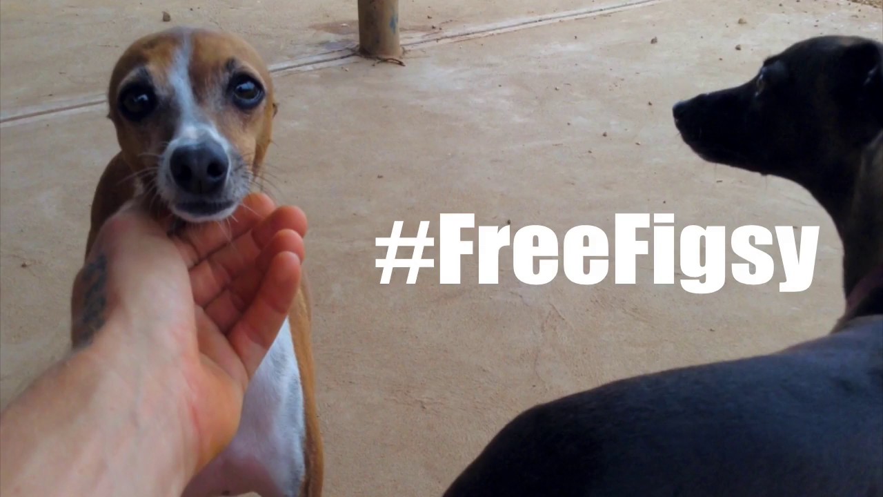 Freelee The Banana Girl 'Minimalist Life' Include Figsy Or Not?