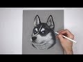 Special Husky Dog Portrait Drawing!