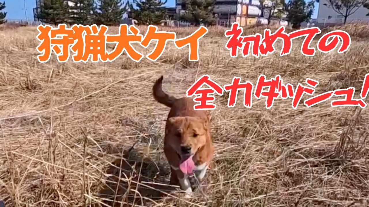 狩猟犬ケイの初めての全力ダッシュ！！