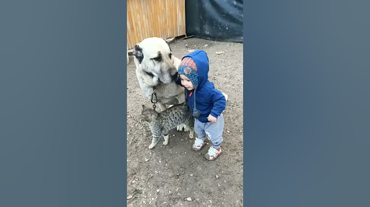 Kangalın Çocuklara Olan Sevgisi Muhteşem Üçlü ❤️