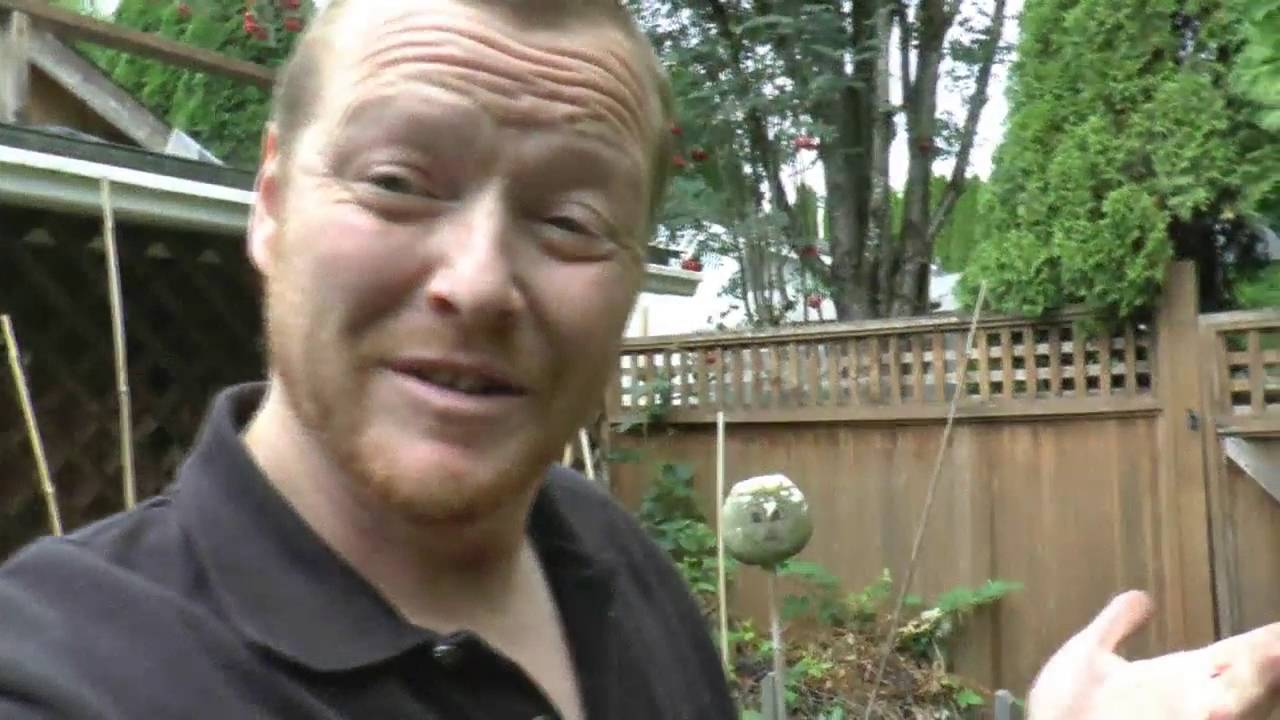 Identifying Male Plants