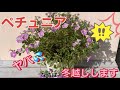 【花の育てかた】サフィニアの冬越し