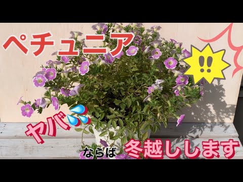 花の育てかた サフィニアの冬越し Youtube