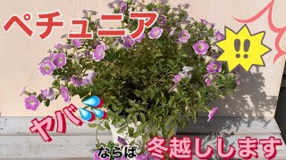 花の育てかた サフィニアの冬越し Youtube