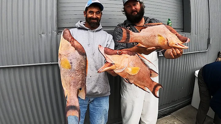 Offshore in the Gulf | MASSIVE HOG FISH | Catch and Cook