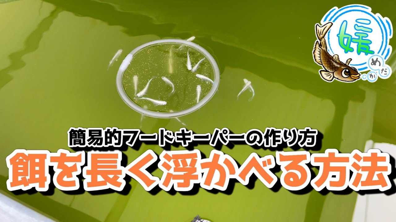 メダカの餌を長く浮かべる方法 簡易的なフードキーパーの作り方 連日の雨に注意 媛めだか Youtube