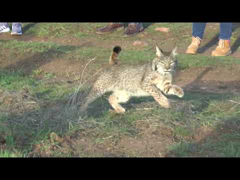 Ecologista en Acción Lince Atropellado Noticia Informativos 21/05/2021