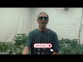 Growing Cannabis from Seeds Vs Clones | Homegrown Cannabis Co.