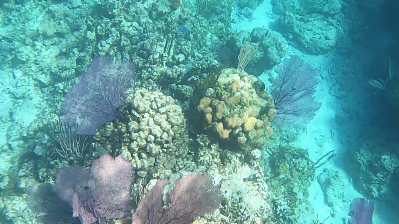 Disney’s Lookout Cay Snorkeling Fun Part 2