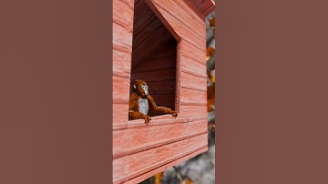 Monkey fly #gorillatag #shorts #funny #vr #animation #blender