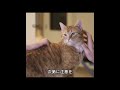 500匹の野良猫を刑務所に入れたらどうなるのか #科学解説#動物