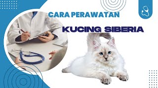 Cara Perawatan Kucing Siberia#kucing