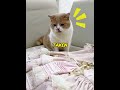 My cat's reaction after smelling the scent of a tiger #pets  #funny