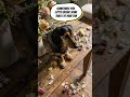 Mischievous dogs making a mess in the house again! #pethumor