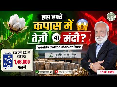 इस हफ्ते कपास में तेज़ी या मंदी? 😱 | CCI ने बेचीं 1,46,800 गठानें | Weekly Cotton Market 17 Oct 2026