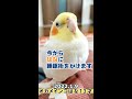 【催眠術】催眠術にかかるオカメインコのはな