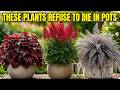 17 Lazy Perennials That Thrive in Pots (No Maintenance Container Gardening)