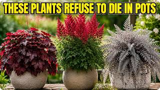 17 Lazy Perennials That Thrive in Pots (No Maintenance Container Gardening)