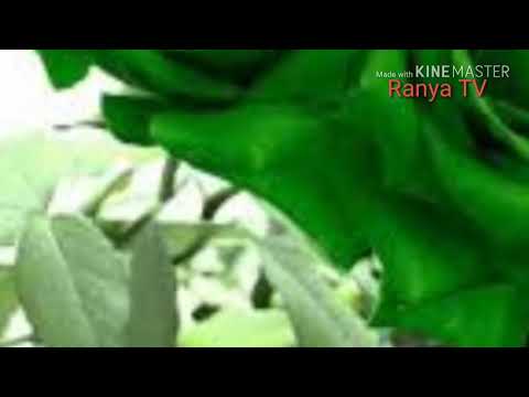 أجمل صور ورد لون اخضر