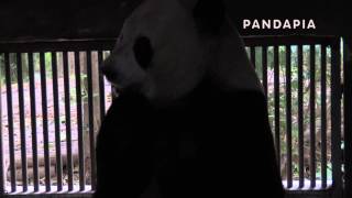 pandapia 20140423-111700-1號別墅-愛浜坐在地上繼續吃竹筍
