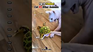 Funny Cats and animals 🙀 #funny #cat