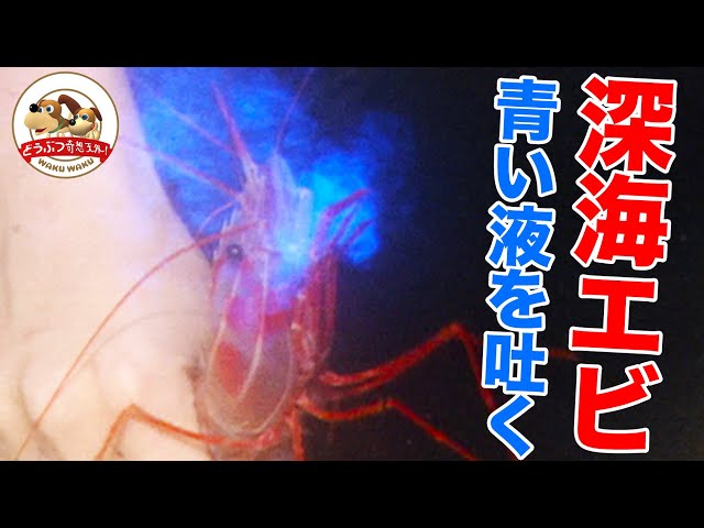 エビ青蓄光　SHRIMP BLUE GID スシエルエー　エビ Mystery] Why do deep-sea shrimp spit blue luminous liquid