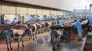 How Giant Pigs and Pythons Are Turned Into Million Dollar Luxury Goods   Inside the Modern Factory