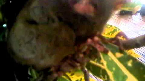 Tarsier Freaking Out in Bohol, Philippines