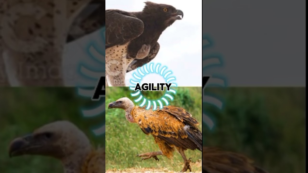 Martial Eagle vs Ruppel’s Vulture 