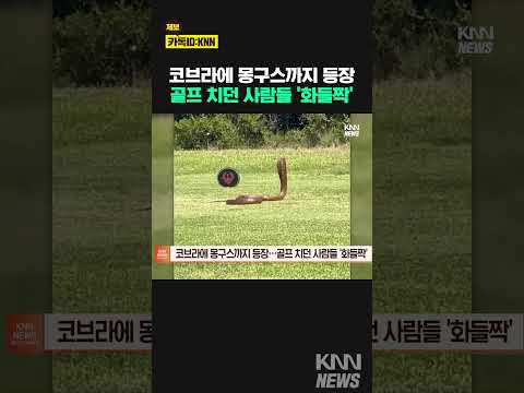 코브라에 몽구스까지... #shorts