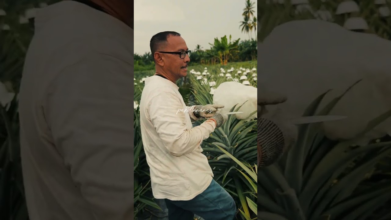 NANAS MS16 BULAN 7 MASAK DI KEBUN PAKDIN NANAS SABAK BERNAM SELANGOR