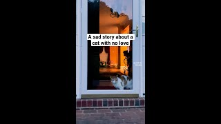 A Sad Story About A Cat With No Love