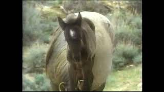America's Wild Horses (full documentary) News