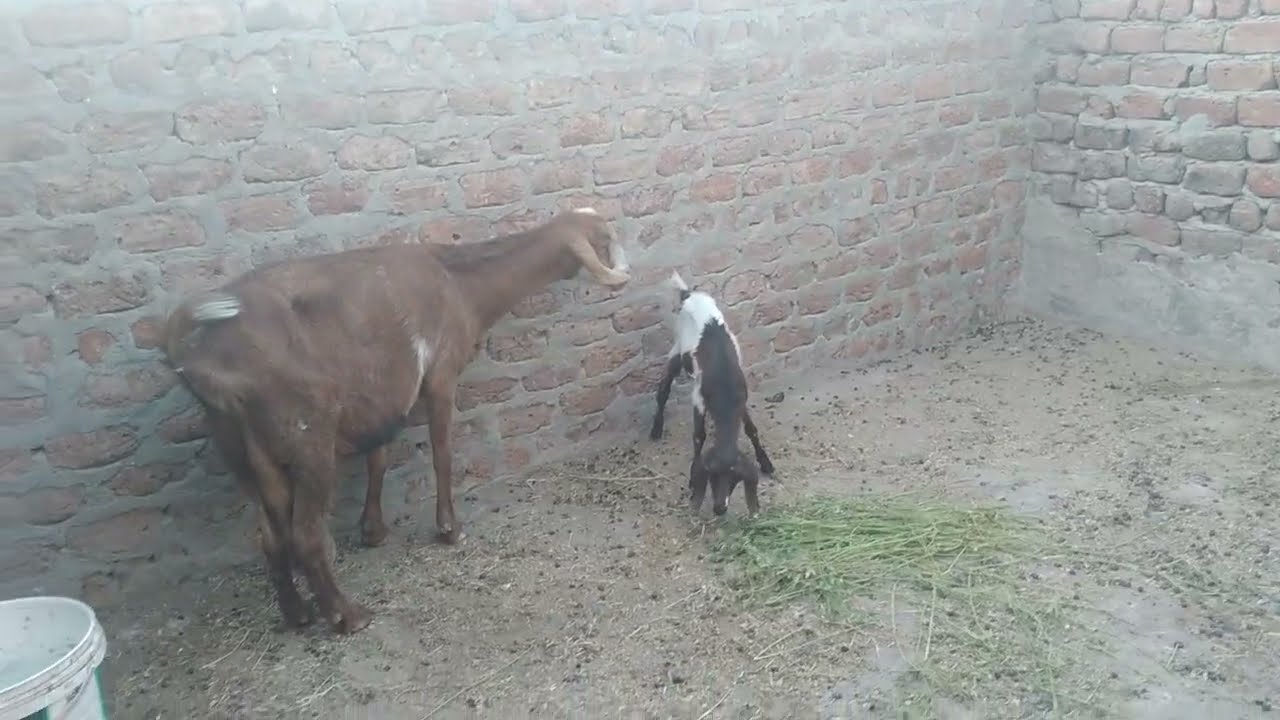 اعراض البراغيث والقمل وكيفية التخلص منها