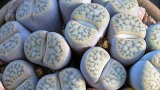 Stone plant or Lithops - Gardening - YouTube