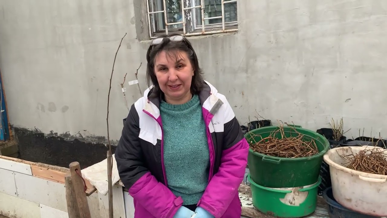 Пасіфлора інкарнатна. Час  садити розсаду. 3.03.26