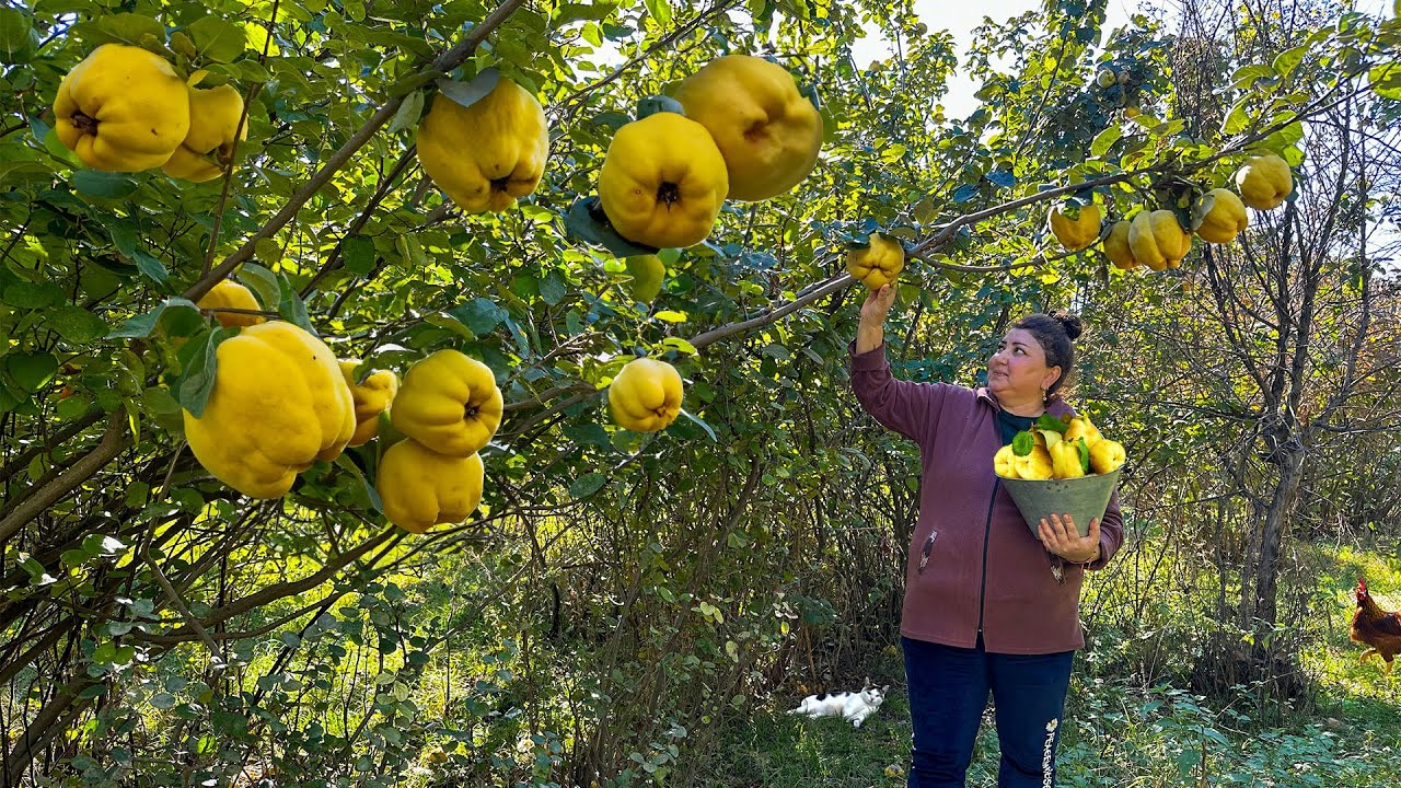 Собрали свежую крупную айву | Приготовление варенья, компота и рассола из айвы на зиму